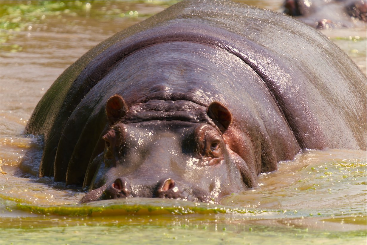 Hippo 2